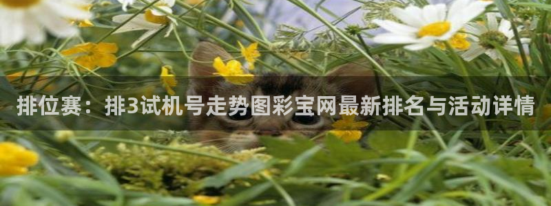 排位赛：排3试机号走势图彩宝网最新排名与活动详情